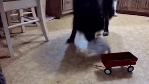 Bullying A Kitten