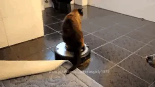 El gato y la roomba chinchando al perro