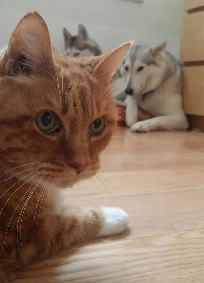 Our Dogs Are Terrified Of My Wife's Cat