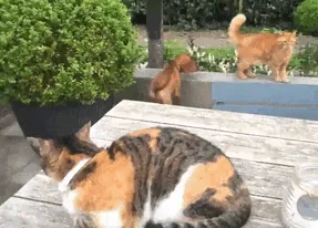Jerk Cat Gets What's Comming For Him