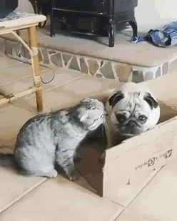 All The Boxes In This House Are Mine