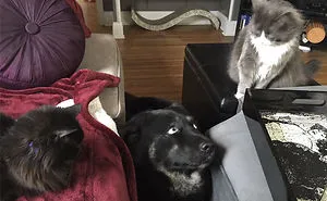 123 Times Owners Wanted Cats And Dogs To Live Together, But It Didn't Work Out As Planned