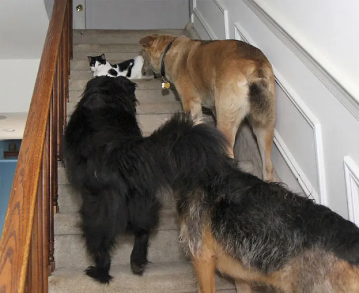 Dogs That Won’t Pass Cat