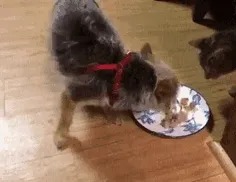 That's My Food