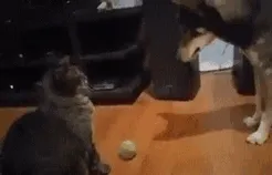Try To Get The Ball