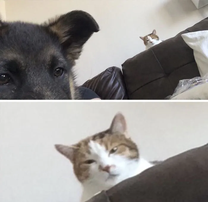 Acabamos de adoptar un cachorrito de pastor alemán. Esta es la opinión del gato