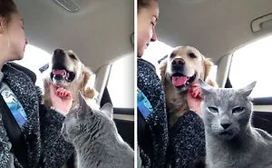 123 Times Owners Wanted Cats And Dogs To Live Together, But It Didn't Work Out As Planned