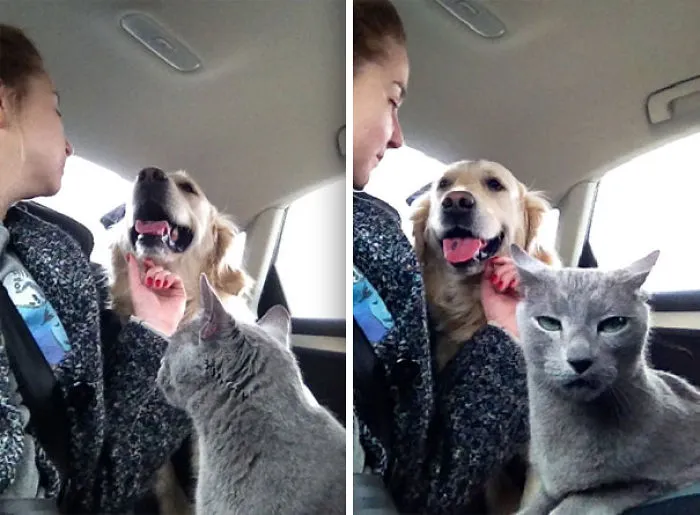 Mi gato no aprueba el amor humano-perro