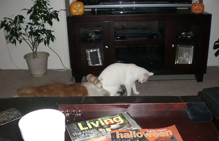 This Is My Cat. Tea Bagging My Dog