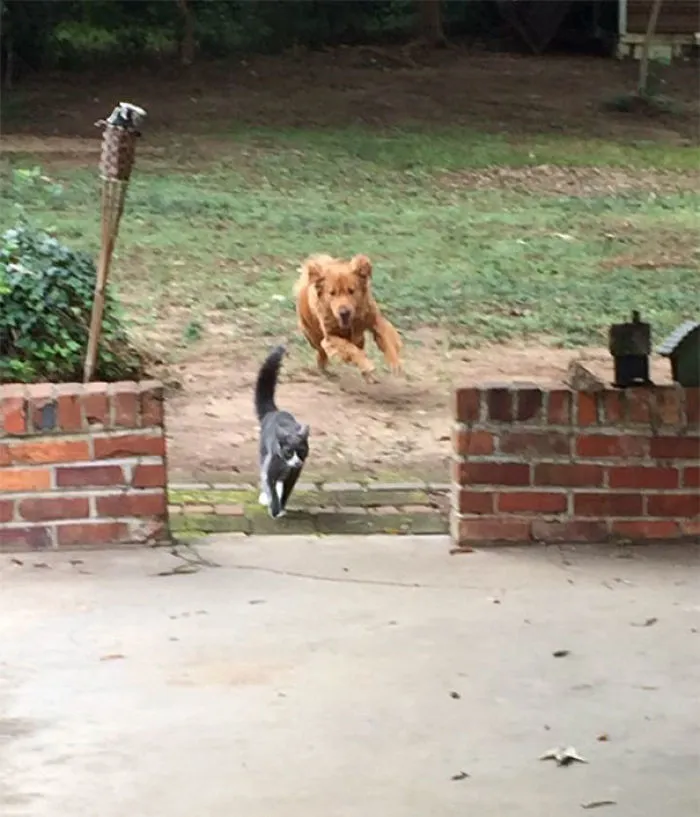 Charlie Chasing Dusk Through My Yard
