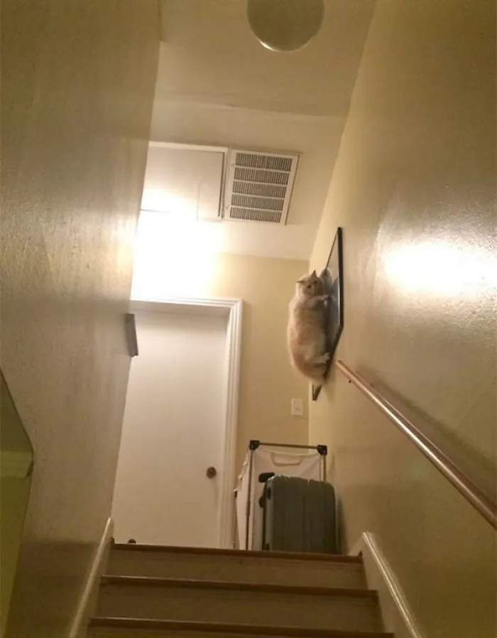 When You Introduce A Dog To An 8 Year Old Cat