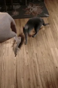 Having A Cat And A Dog