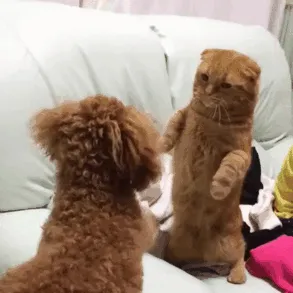 Kitty With A Mean Left Hook