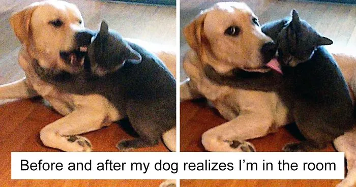 123 Times Owners Wanted Cats And Dogs To Live Together, But It Didn't Work Out As Planned