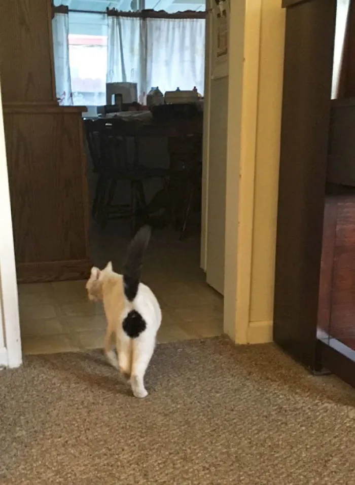 This Is My Cat Paco. I Also Call Her Exclamation Butt