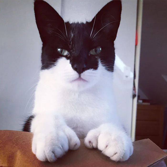 Batcat Plus Look At Those Paws