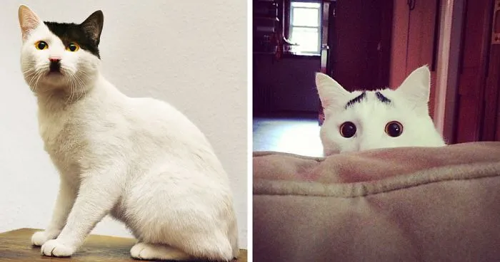 50 Cats With The Craziest Fur Markings