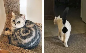 50 Cats With The Craziest Fur Markings