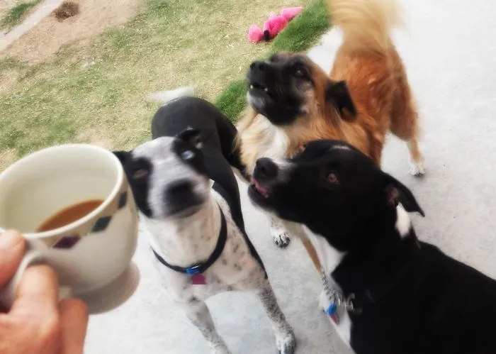 A K9 Toast!