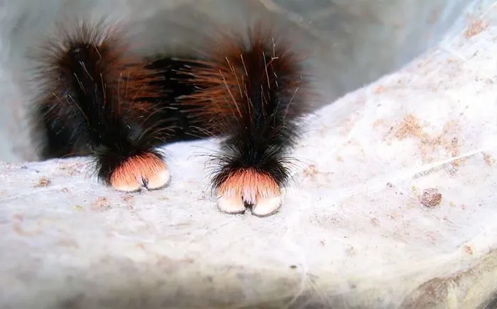 Turns Out, Spiders Have Tiny Paws, And It May Change The Way You Look At Them