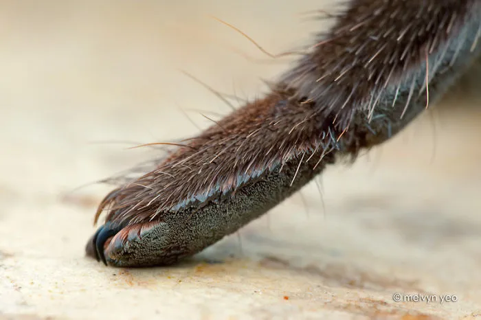 Turns Out, Spiders Have Tiny Paws, And It May Change The Way You Look At Them