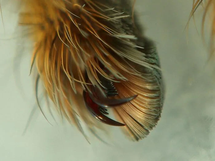 Turns Out, Spiders Have Tiny Paws, And It May Change The Way You Look At Them