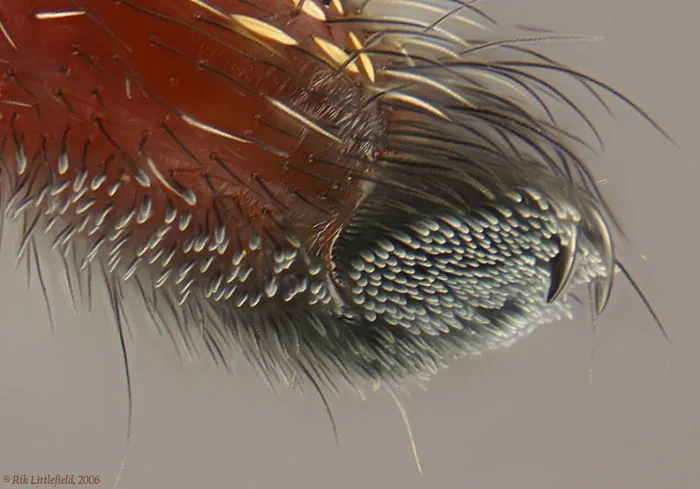 Turns Out, Spiders Have Tiny Paws, And It May Change The Way You Look At Them