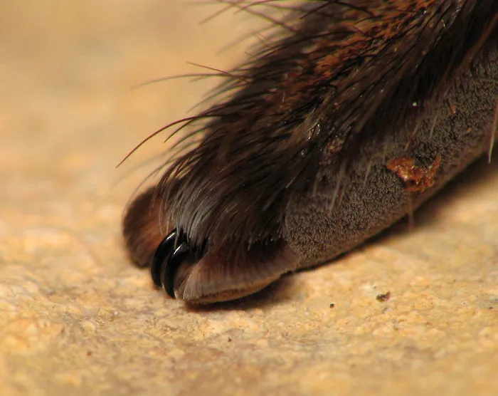 Turns Out, Spiders Have Tiny Paws, And It May Change The Way You Look At Them