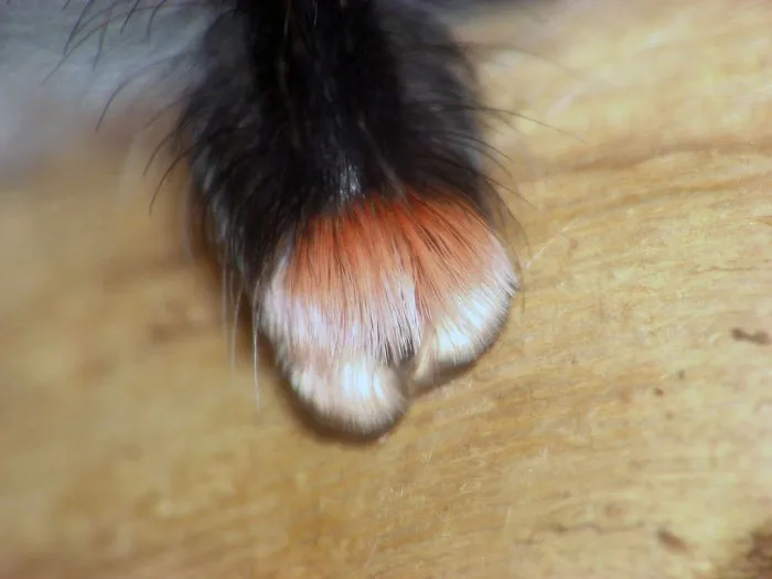 Turns Out, Spiders Have Tiny Paws, And It May Change The Way You Look At Them