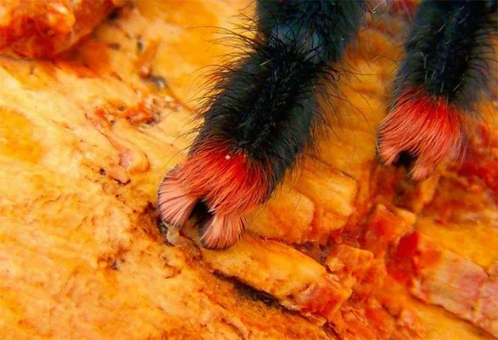 Resulta que las arañas tienen garras diminutas, y puede cambiar la forma en que las ves