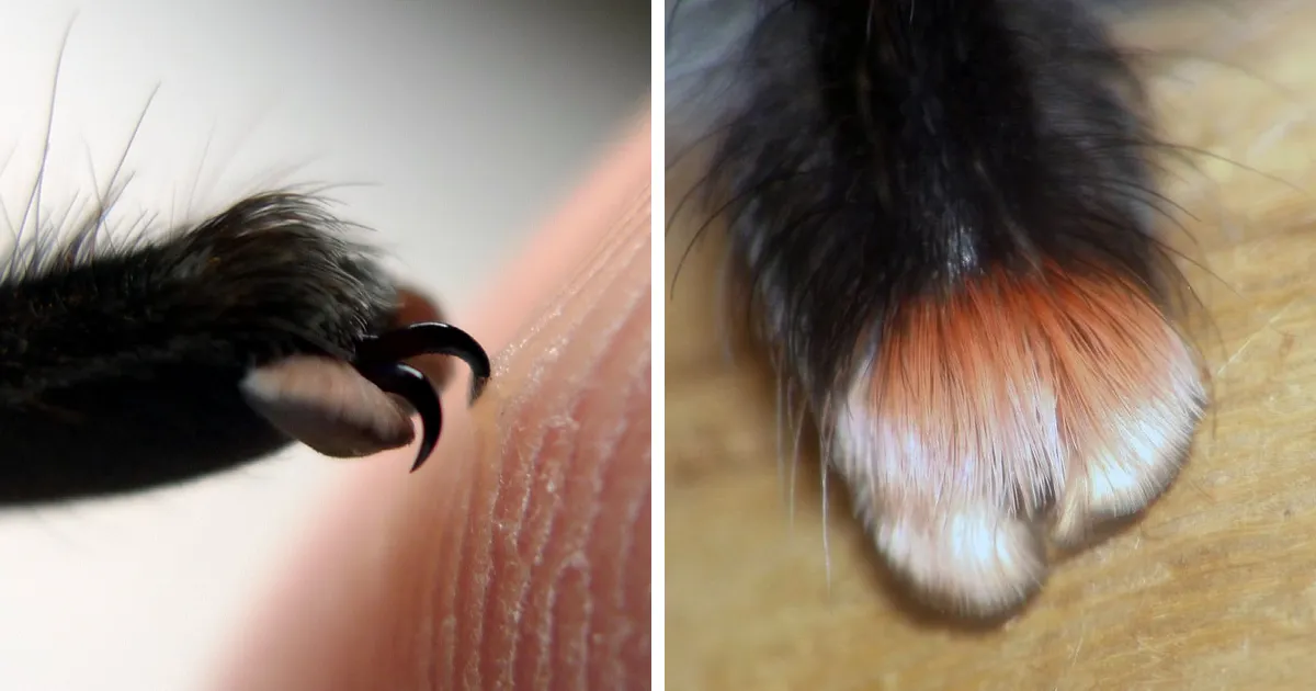 Resulta que las arañas tienen garras diminutas, y puede cambiar la forma en que las ves