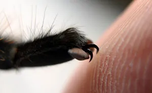 Turns Out, Spiders Have Tiny Paws, And It May Change The Way You Look At Them