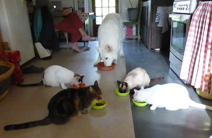 Dinner Time