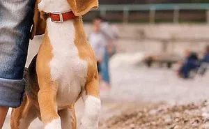 The Divinity Of Dogs