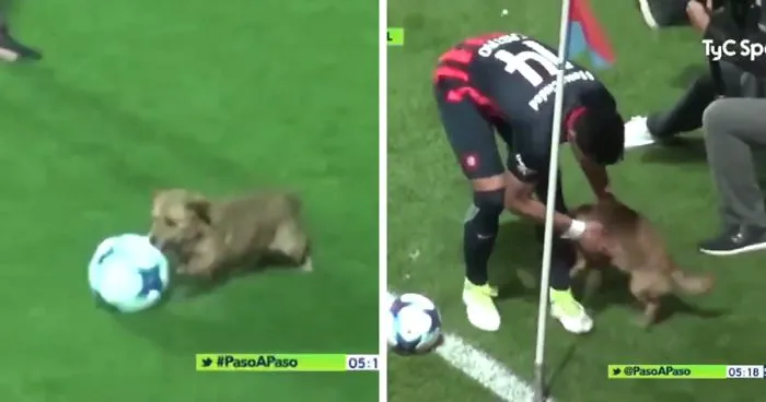 Random Dog Interrupts Soccer Match In Argentina, And Wins The Hearts Of Fans