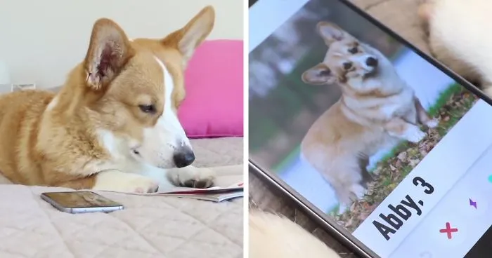 Dogs On Tinder