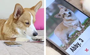 Dogs On Tinder