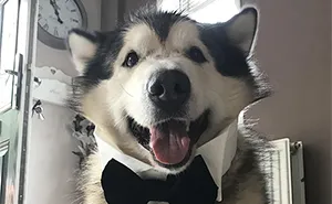 Guy Makes His Malamute A Tinder Profile And The Conversations Are Hilarious