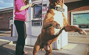 The Best ATM Withdrawal Defense (13 Pics)