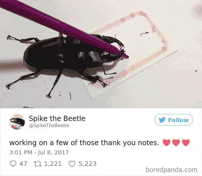 Woman Has Stag Beetle As A Pet And Her Tweets Will Make Your Day
