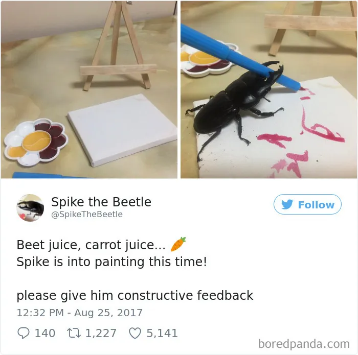 Woman Has Stag Beetle As A Pet And Her Tweets Will Make Your Day