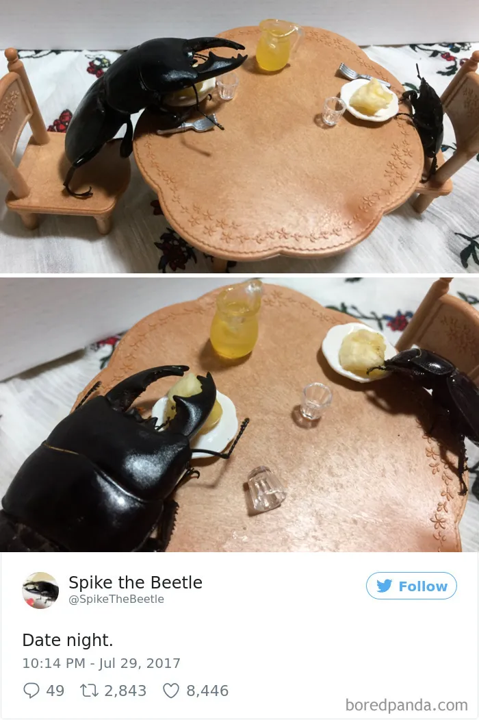 Woman Has Stag Beetle As A Pet And Her Tweets Will Make Your Day