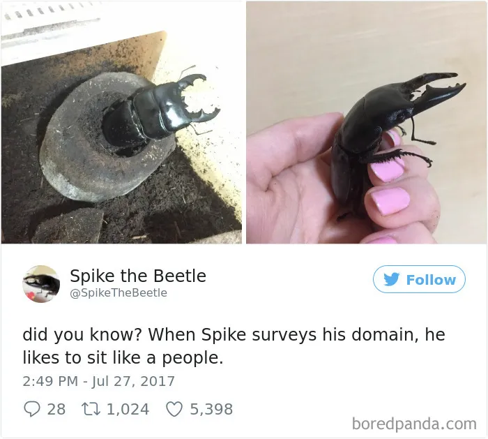 Woman Has Stag Beetle As A Pet And Her Tweets Will Make Your Day
