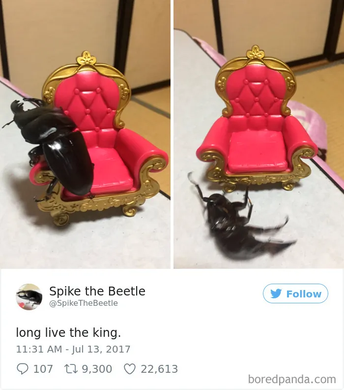 Woman Has Stag Beetle As A Pet And Her Tweets Will Make Your Day