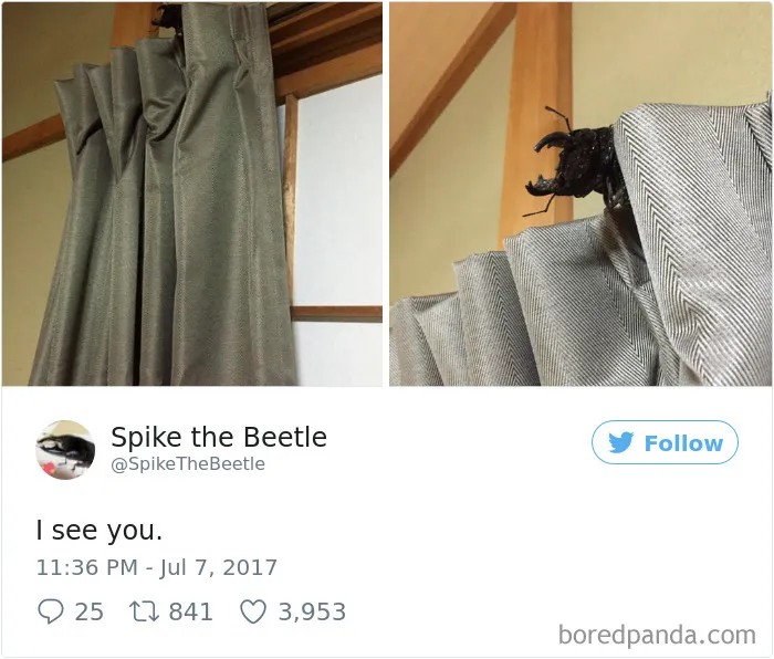 Woman Has Stag Beetle As A Pet And Her Tweets Will Make Your Day