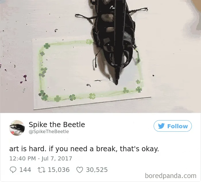 Woman Has Stag Beetle As A Pet And Her Tweets Will Make Your Day