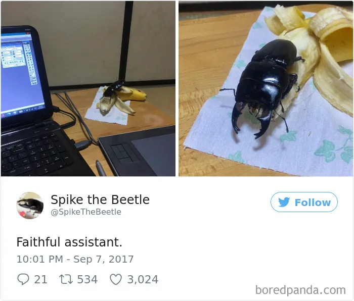 Woman Has Stag Beetle As A Pet And Her Tweets Will Make Your Day
