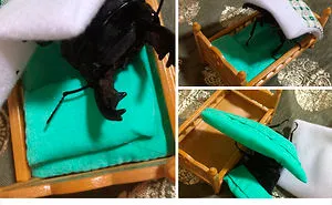 Woman Has Stag Beetle As A Pet And Her Tweets Will Make Your Day