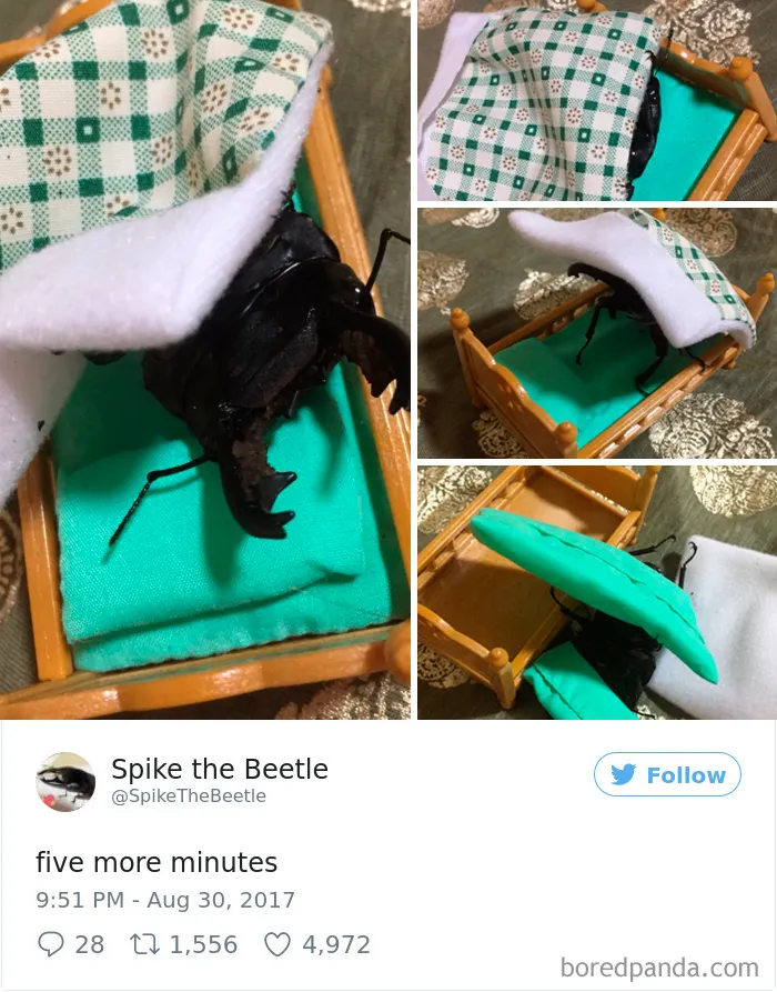 Woman Has Stag Beetle As A Pet And Her Tweets Will Make Your Day