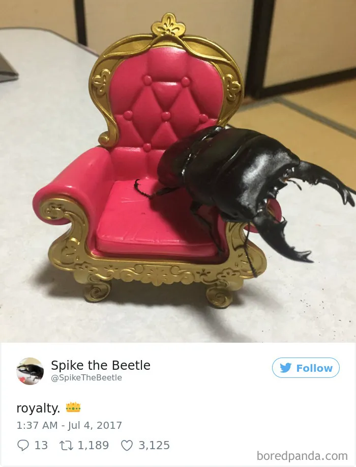 Woman Has Stag Beetle As A Pet And Her Tweets Will Make Your Day